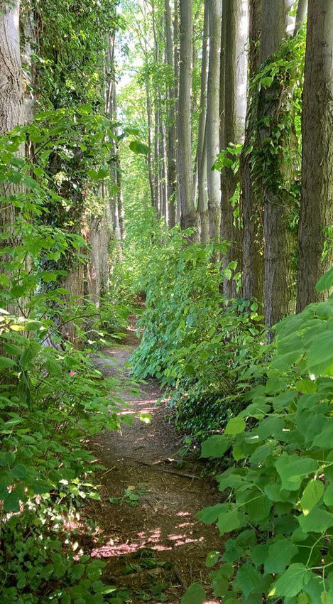 Angebote und Beschreibung Waldbaden2